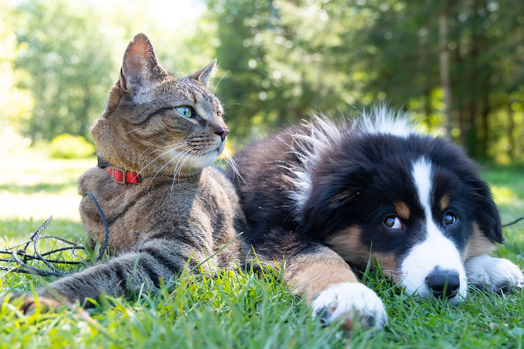 Watch Out For Seasonal Allergies In Your Pets