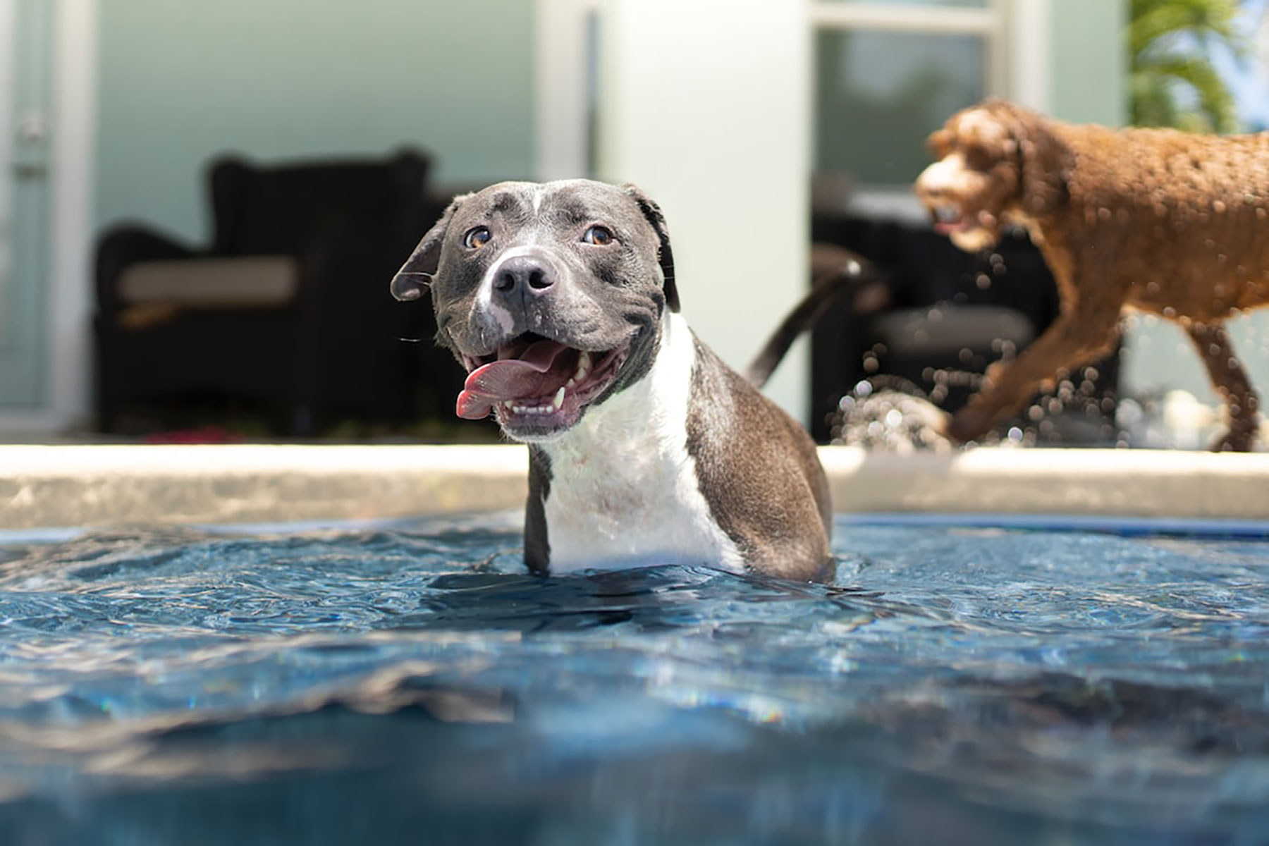 Heat Stroke in Your Pets: Keep Them Safe and Cool