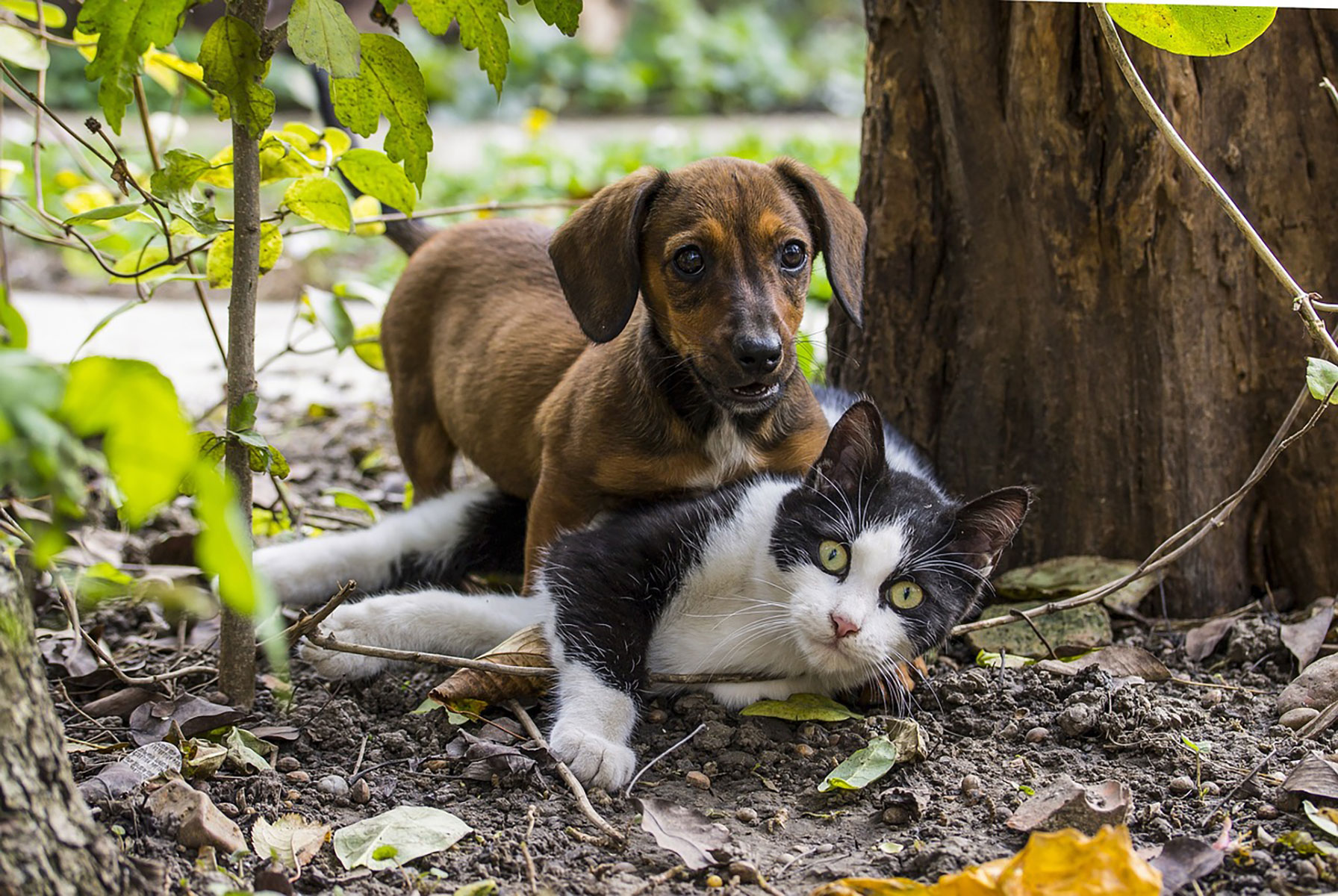 How to Keep Your Pets Safe From Fleas and Ticks