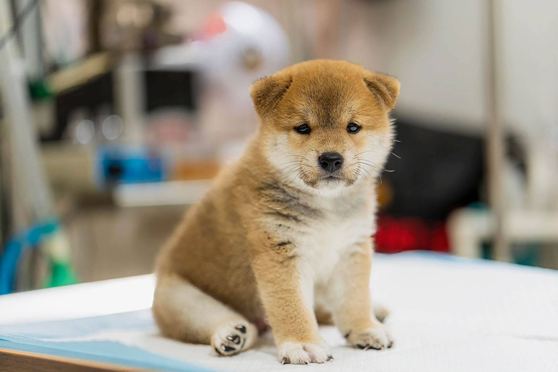 Protecting Your New Pet: The Importance of Early Vaccinations