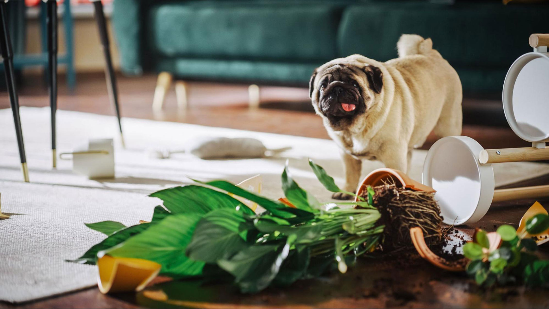 10 Common Household Plants that are Toxic to Dogs